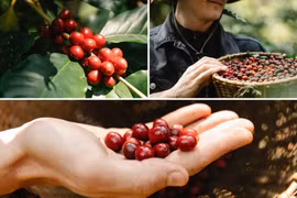 So với hôm qua, cà phê ngày 29-9 đi ngang với giá thu mua trong khoảng 114.300-115.500 đồng/kg. Ảnh: Internet