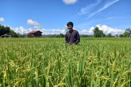 Nông dân Lào trên đồng lúa thuần BĐR 57 ở giai đoạn chín sữa. Ảnh: T.N