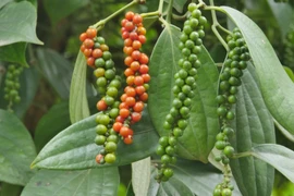 Giá thu mua hồ tiêu ngày 20-9 cao nhất là ở tỉnh Lâm Đồng với 151.000 đồng/kg. Ảnh: Internet