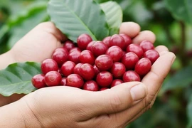Ngày 5-9: Giá cà phê đảo chiều tăng nhẹ, hồ tiêu giảm 1.000-2.000 đồng/kg