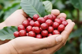 Ngày 5-9: Giá cà phê đảo chiều tăng nhẹ, hồ tiêu giảm 1.000-2.000 đồng/kg