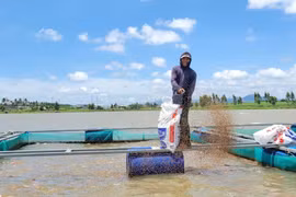 Nuôi cá lồng bè trên lòng hồ thủy điện đã trở thành nguồn sinh kế ổn định của nhiều hộ dân xã Cửu An. Ảnh: Trần Thúy