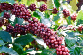 Hôm nay (30-7), giá cà phê trong nước tăng 800 đồng/kg