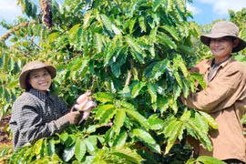 Giá cà phê và hồ tiêu “bất động” trong ngày 25-8