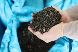 Giá hồ tiêu tăng 500-3.000 đồng/kg trong ngày 23-8