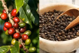 Ngày 12-8: Giá cà phê tăng nhẹ 100-200 đồng/kg, hồ tiêu vẫn đi ngang