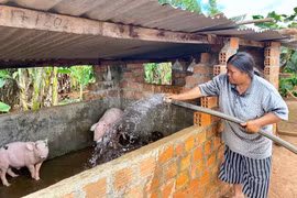 Giá heo hơi tại Gia Lai ổn định với mức 53.000 đồng/kg trong ngày 29-9. Ảnh: M.T