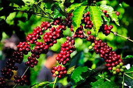 Thị trường cà phê trong nước tiếp tục sôi động khi giá mặt hàng này tăng thêm 3.000 đồng/kg. Ảnh: Internet