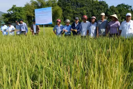 Mô hình sản xuất lúa chất lượng hữu cơ ở xã Vạn Đức cho lợi nhuận hơn 25 triệu đồng/ha