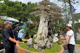 Liên hoan triển lãm sinh vật cảnh tỉnh Gia Lai lần thứ I-2025 trưng bày hơn 2.000 tác phẩm sinh vật.