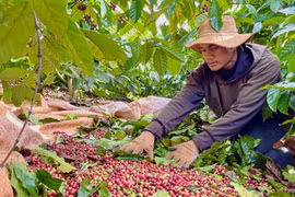 Sau chuỗi ngày giảm sâu, giá cà phê trong nước hôm nay quay đầu tăng nhẹ trở lại. Ảnh: V.T