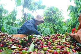 Ngày 20-7, giá cà phê trong nước bật tăng mạnh trở lại, hồ tiêu ở mức ổn định
