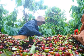 Ngày 20-7, giá cà phê trong nước bật tăng mạnh trở lại, hồ tiêu ở mức ổn định