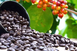 Ngày 20-8, cà phê trong nước vượt mốc 120.000 đồng/kg