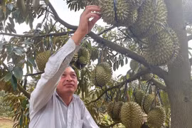 Người trồng sầu riêng gặp khó khăn vì thời tiết bất lợi