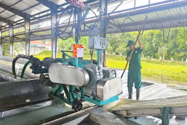 Ngày 24-7, giá cao su thế giới tăng mạnh, trong nước biến động nhẹ