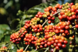 Ngày 19-9, giá cà phê trong nước lao dốc mạnh, giảm 4.200-4.800 đồng/kg. Ảnh: Internet