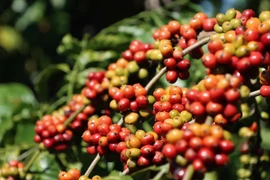 Ngày 19-9, giá cà phê trong nước lao dốc mạnh, giảm 4.200-4.800 đồng/kg. Ảnh: Internet