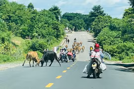 Ẩn họa từ những đàn bò thả rông trên quốc lộ 25