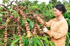 Giá cà phê tiếp đà tăng, hồ tiêu ổn định trong ngày 25-7