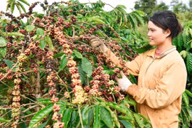 Giá cà phê tiếp đà tăng, hồ tiêu ổn định trong ngày 25-7