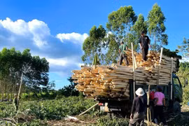 Phát huy lợi thế vùng nguyên liệu, đưa ngành chế biến gỗ bứt phá 