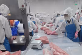 Nếu lệnh cấm áp dụng, kim ngạch xuất khẩu thủy sản của Việt Nam có thể giảm hàng trăm triệu USD mỗi năm. Ảnh: N.N