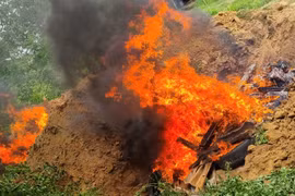 Gia Lai: Tiêu hủy 202 con heo nhiễm dịch tả heo châu Phi tại phường An Nhơn Đông