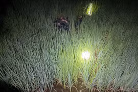 Nơi phát hiện 2 người tử vong nghi do trúng điện bẫy chuột. 