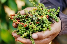 Hồ tiêu Gia Lai giảm 500 đồng/kg trong ngày 26-7, các địa phương khác ổn định giá