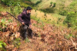 Đak Đoa: Khẩn trương điều tra vụ phá hoại vườn keo ở xã Hải Yang