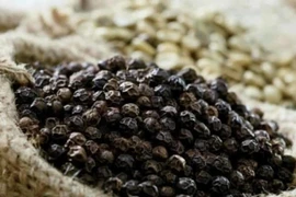 Giá hồ tiêu tăng duy nhất tại Gia Lai, hiện ở mức 146.000 đồng/kg