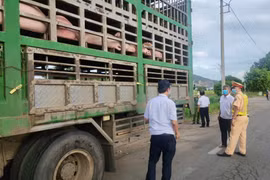 Lấy mẫu máu xét nghiệm kiểm tra khả năng mắc dịch tả heo Châu Phi 