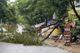 Cây muồng vàng lớn gãy đổ gây ách tắc giao thông trên đường Cách Mạng Tháng Tám nối dài.