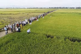 “Gạo Phú Thiện” khẳng định thương hiệu từ mô hình hợp tác xã kiểu mới