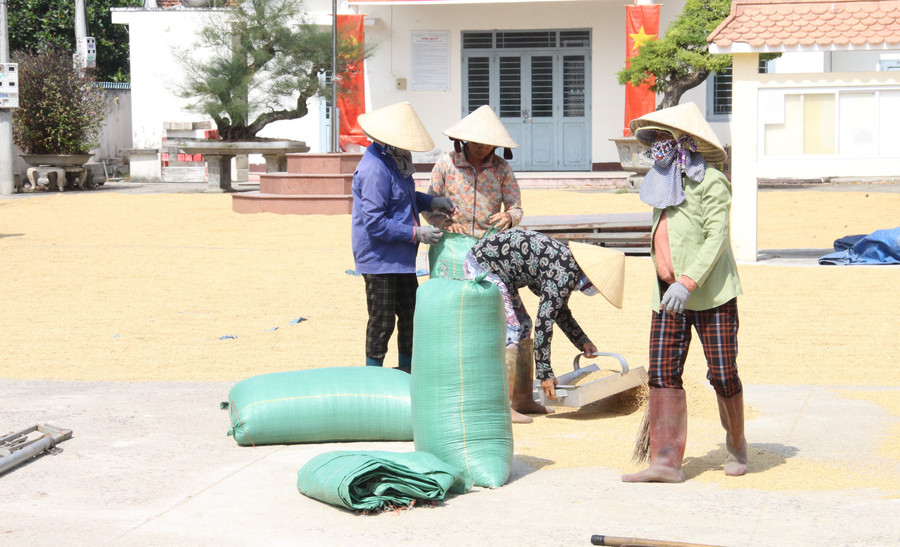 Giá lúa giảm, nông dân chọn giải pháp phơi khô, trữ lúa chờ giá tăng mới xuất bán. Ảnh: Trọng Lợi img-2599.jpg