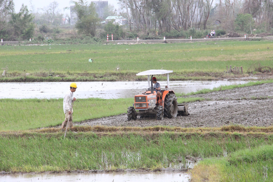 Bønder forbereder jorden for å plante ris i vinter-våravlingen 2025–2026. Foto: Trong Loi lam-dat-gieo-sa.jpg