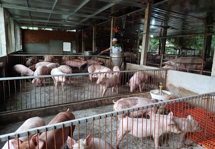 Người chăn nuôi heo ở xã Hòa Hội tập trung chăm sóc, bảo vệ đàn heo nghiêm ngặt không để xảy ra dịch bệnh. Ảnh: Trọng Lợi a2-afs.jpg