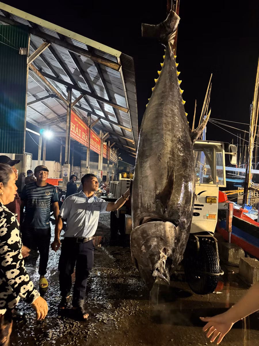 Con cá ngừ đại dương nặng 245 kg. Ảnh: ĐVCC