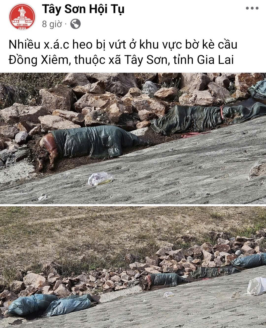 Người dân phản ánh qua mạng xã hội tình trạng heo chết vứt ra bờ kè cầu Đồng Xiêm. Ảnh: T.L ef83daa3dc2955770c38.jpg