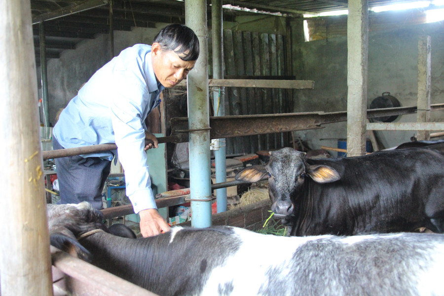 Kerja-kerja vaksinasi terhadap ternakan diberi tumpuan. Foto: Trong Loi img-4157.jpg