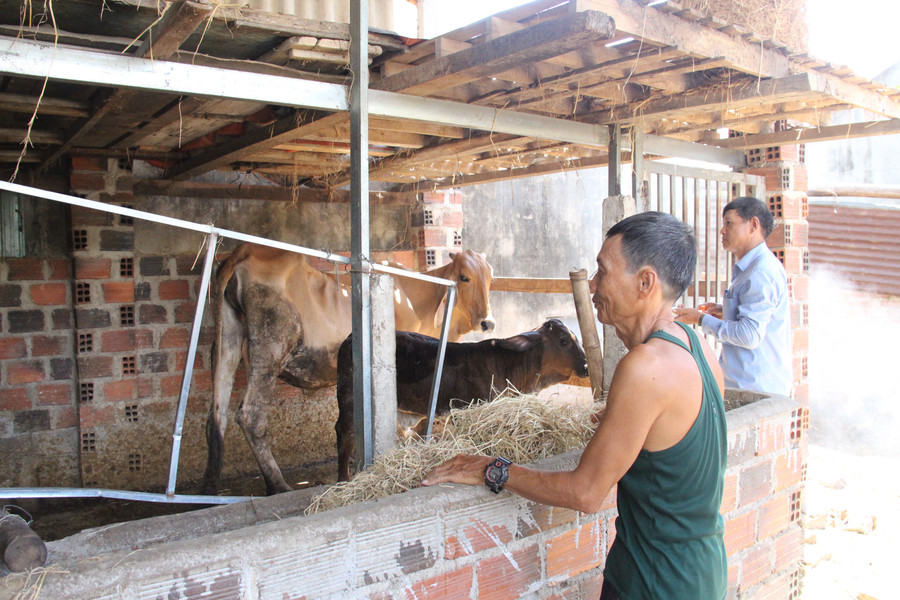 Penternak lembu di komune Tuy Phuoc Bac menumpukan pada vaksinasi dan menambah sumber kasar untuk ternakan. Foto: Trong Loi img-4223.jpg