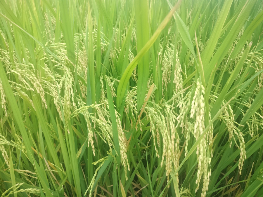 Lúa vụ Thu 2025 trong tỉnh đang giai đoạn trổ-chín. Ảnh: Trọng Lợi 529938843-1521929785628801-1275969488815075911-n.jpg