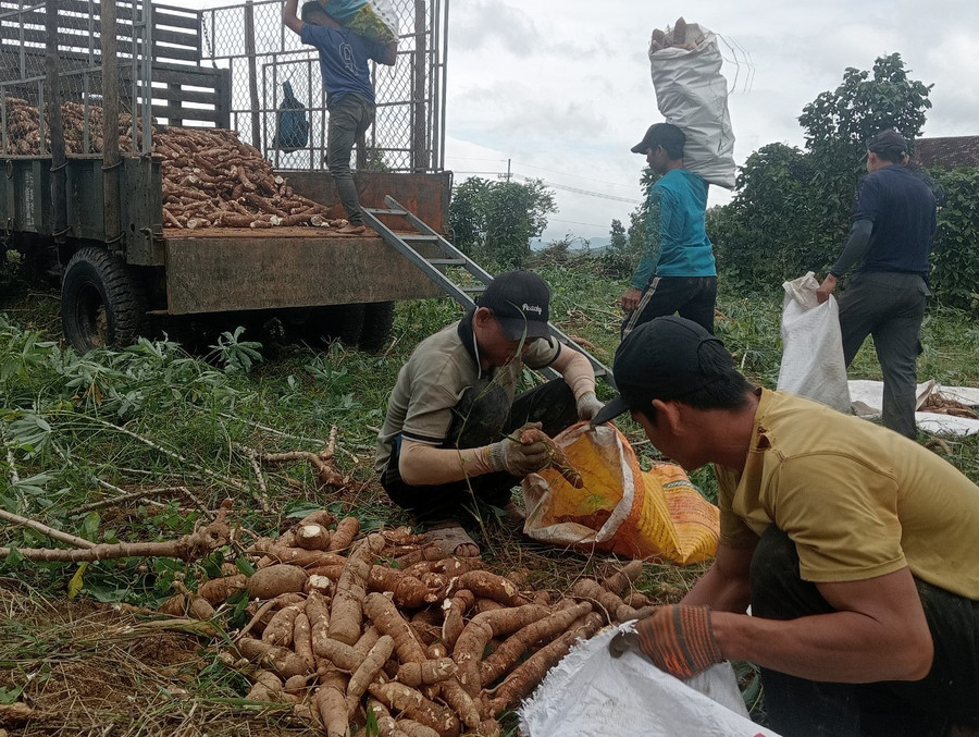 După furtuna nr. 13, oamenii au accelerat recoltarea maniocului pentru recolta de iarnă-primăvară 2025. Foto: Trong Loi mi-2025.jpg