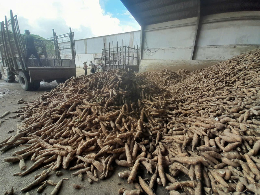 Tăițeii cruzi sunt importați în fabrica de procesare. Foto: Trong Loi nhap-mi.jpg