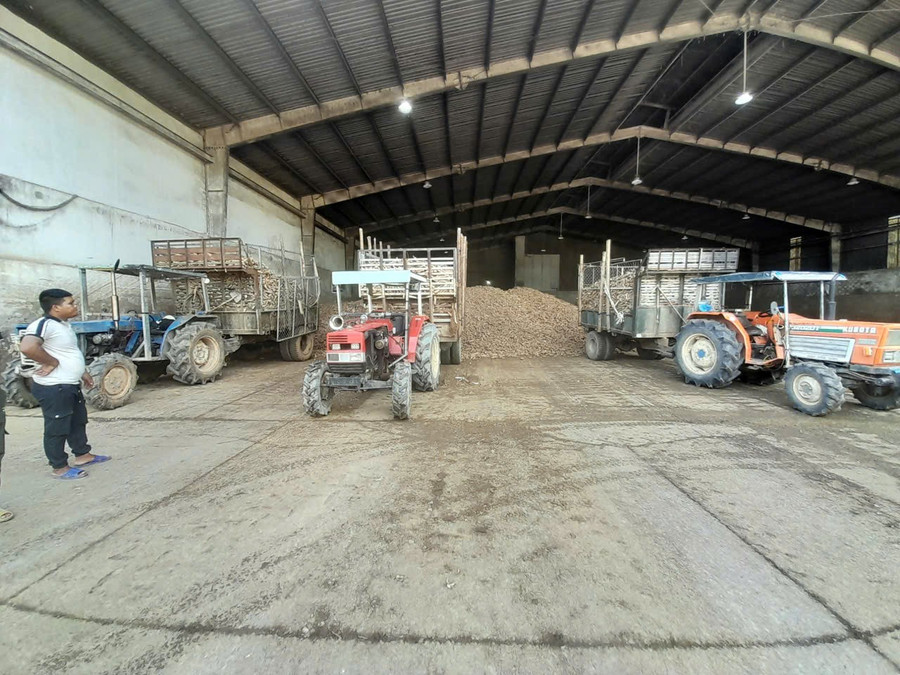 În prezent, Nhiet Dong Tam Vinh Thanh Cassava Starch Company Limited importă în medie 400-500 de tone de tăiței proaspeți la fabrică. Foto: Trong Loi thu-mua.jpg