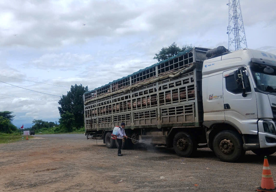 Cán bộ thú y làm việc ở Chốt kiểm soát dịch bệnh động vật Ia Le trên QL 14 (xã Ia Le) phun thuốc tiêu độc sát trùng phương tiện vận chuyển heo qua địa bàn. Ảnh: Nguyễn Diệp a2-kiem-dich.jpg