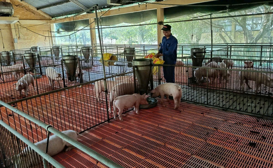 Tình hình dịch tả heo châu Phi trên địa bàn tỉnh đang từng bước được kiểm soát, người dân tích cực chăm sóc, bảo vệ đàn heo an toàn. Ảnh: Trọng Lợi 6162ced15a7cd2228b6d.jpg