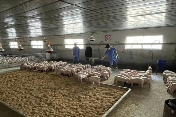 Giá heo hơi tăng cao, người chăn nuôi phấn khởi.