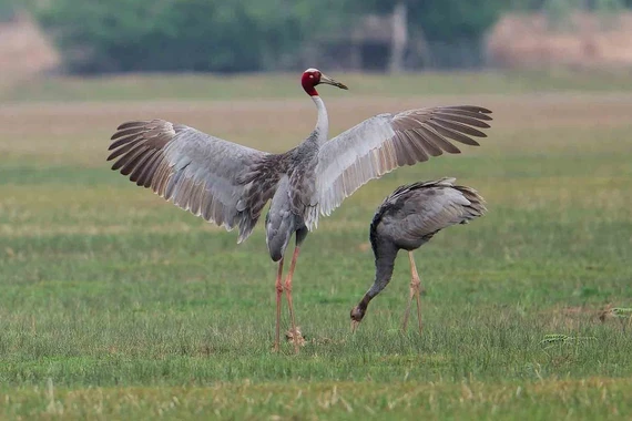 Nỗ lực bảo tồn sếu quý: Thái Lan phục hồi sếu như thế nào?